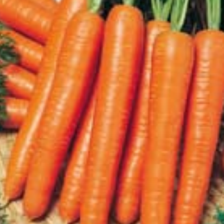 Zanahorias tipo NANTES