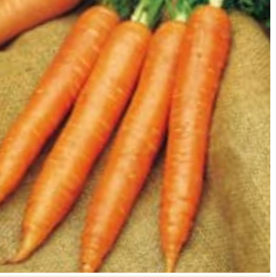 Zanahorias tipo SAINT VALERY